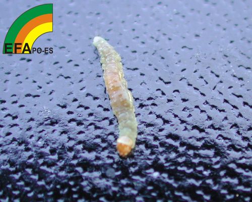 Polilla del Racimo - Grapevine moth - Couza do acio >> Lobesia botrana - Larva de Lobesia botrana.jpg